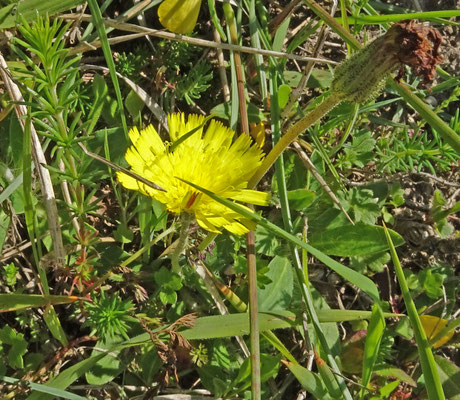 Pilosella officinarum - Muizenoor