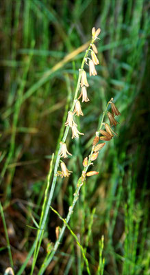 Dipcadi serotinum