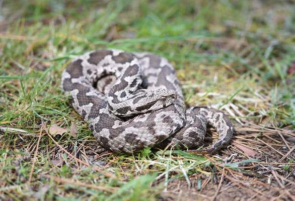 Ottomaanse Adder