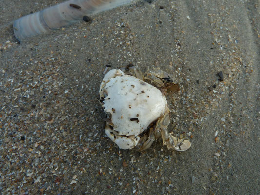 Liocarcinus vernalis - Grijze zwemkrab