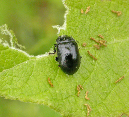 Gonioctena viminalis - Rood struikhaantje
