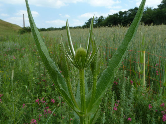 Dipsacus fullonum - Grote kaardebol