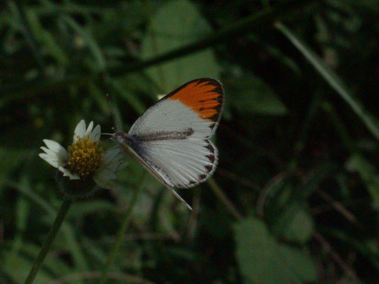 Colotis evagore antigone
