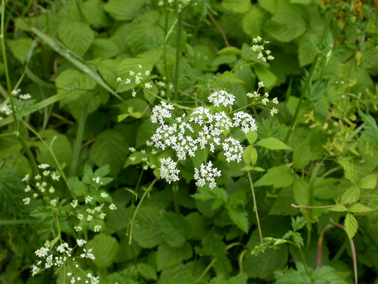 Pimpinella major - Grote bevernel