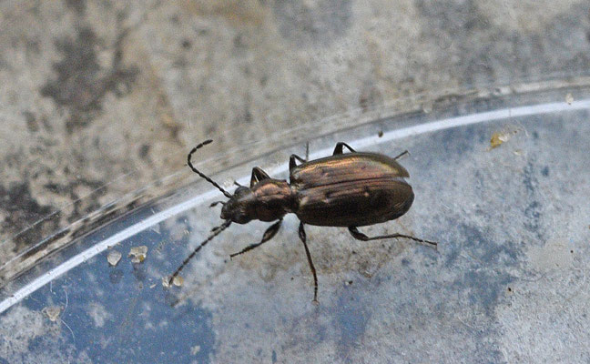 Bembidion bipunctatum - Tweepuntpriemkever
