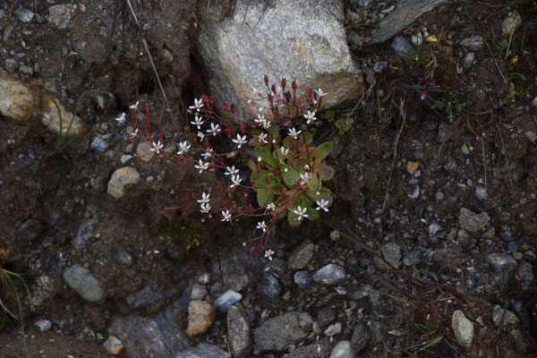 Saxifraga stellaris