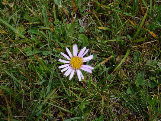 Erigeron uniflorus