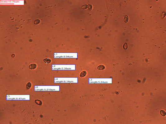 Crepidotus lundellii - Bleek oorzwammetje