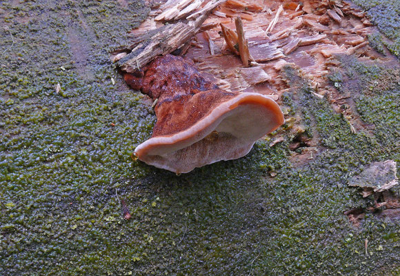 Ischnoderma benzoinum - Teervlekkenzwam