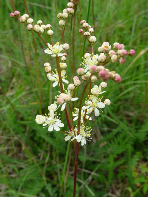 Filipendula vulgaris - Knolspirea