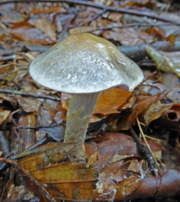 Stropharia caerulea - Valse kopergroenzwam