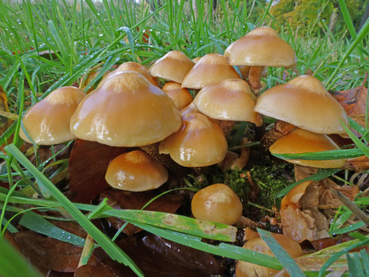 Kuehneromyces mutabilis - Stobbezwammetje