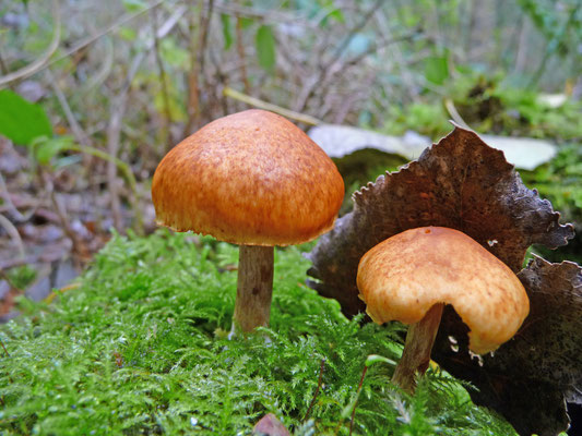 Pholiota astragalina - Goudvinkzwam