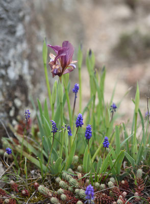 Iris lutescens
