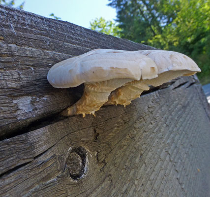 Lentinus lepideus - Schubbige taaiplaat