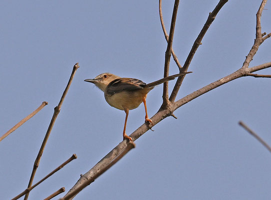 Prinia subflava - Tawny-flanked Prinia