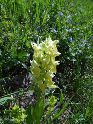 Dactylorhiza sambucina sambucina - Gele vlierorchis