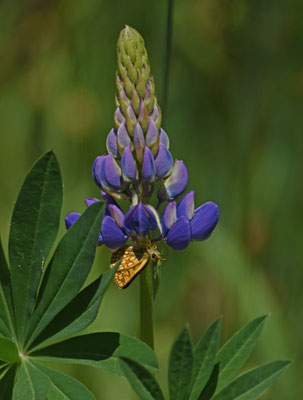 Lupine met bont dikkopje