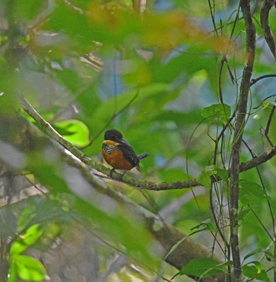 Green-and-rufous Kingfisher