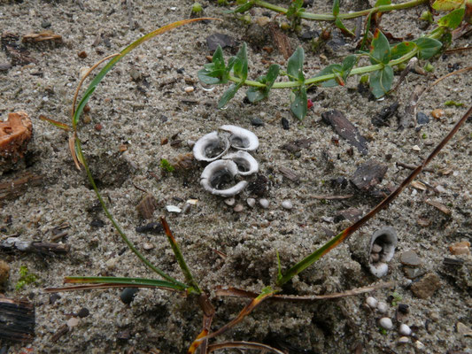 Cyathus olla - Bleek nestzwammetje