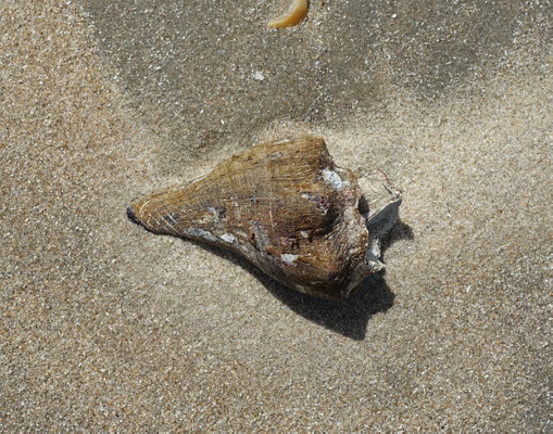 Volegalea cochlidium