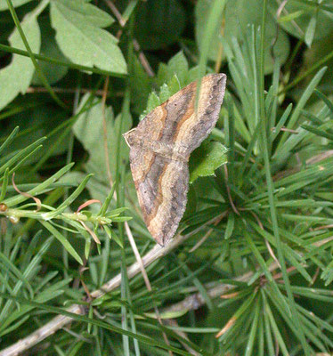 Scotopteryx chenopodiata - Bruinbandspanner