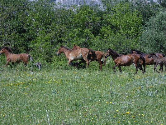 wildlopende paarden