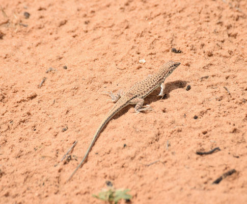 Acanthodactylus aegyptius