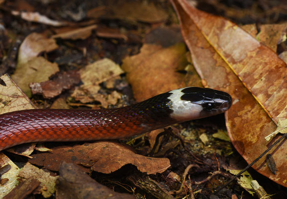 Pseudoboa coronata - Bos Boastaartslang