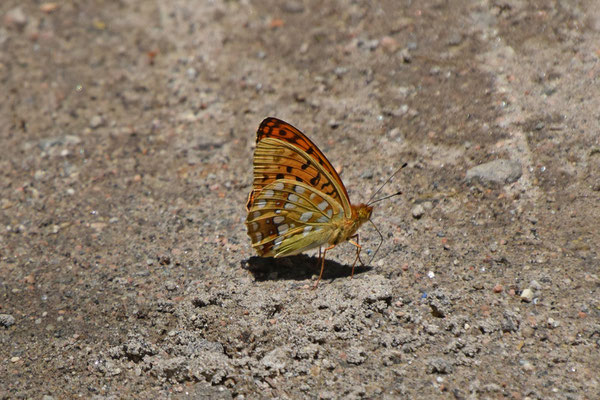 Bosrandparelmoervlinder of Adippevlinder (Argynnis adippe)