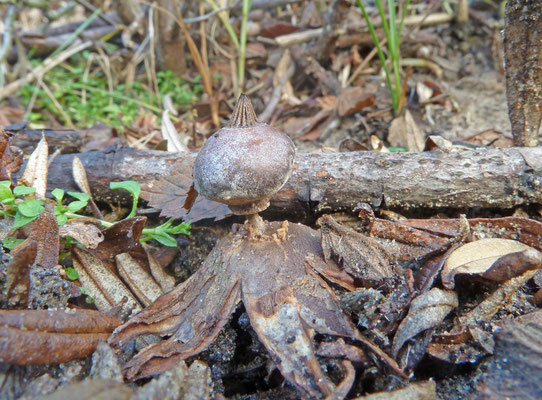 Geastrum striatum-Baretaardster