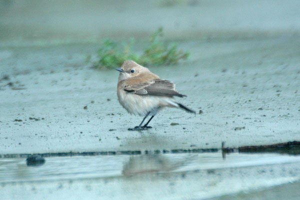 Westelijke blonde tapuit