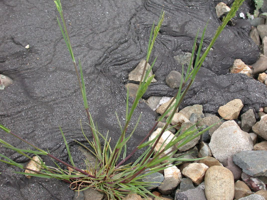 Festuca rubra - Roodzwenkgras