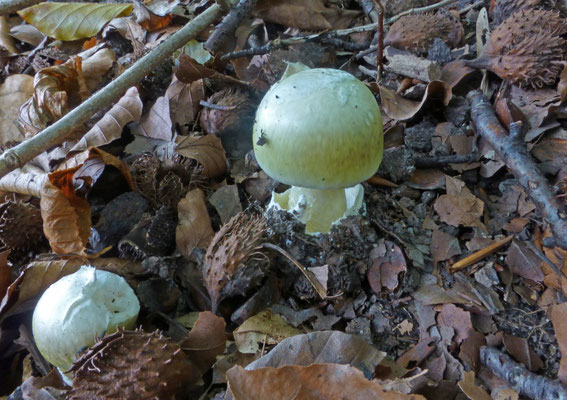 Amanita phalloides - Groene knolamaniet