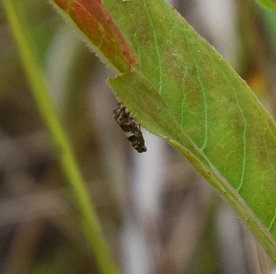 Epiblema graphana - Duizendbladzadelmot