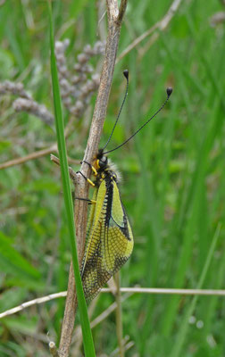 Libelloides coccajus - Vlinderhaft
