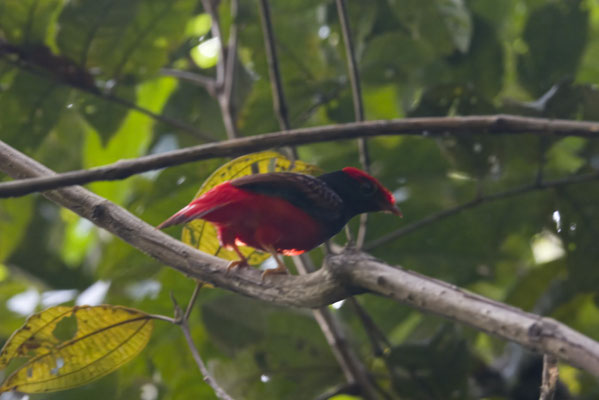 Guianan Red-Cotinga