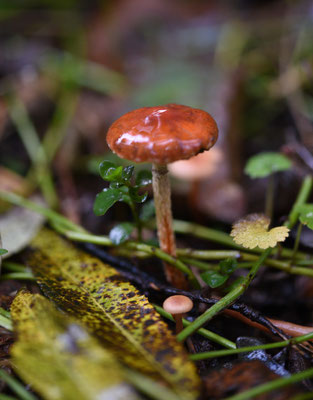 Oranjerode stropharia