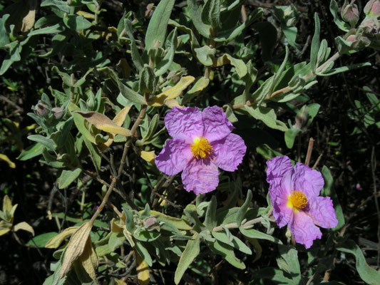 Cistus albidus