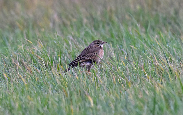 Grote pieper