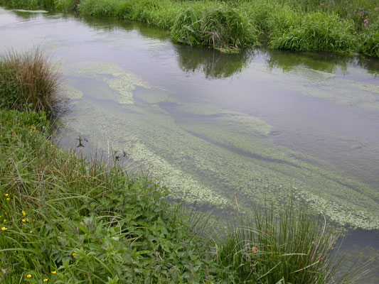 Lemna trisulca - Puntkroos