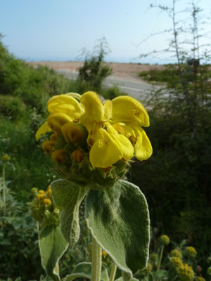 Phlomis fruticosa - Geel brandkruid