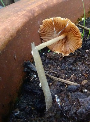 Conocybe albipes - Izabelkleurig breeksteeltje