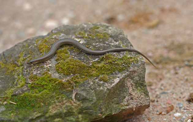 Iberische Hazelskink