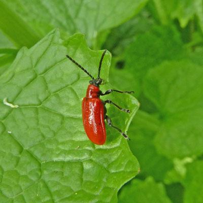 Leptinotarsa decemlineata - Coloradokever