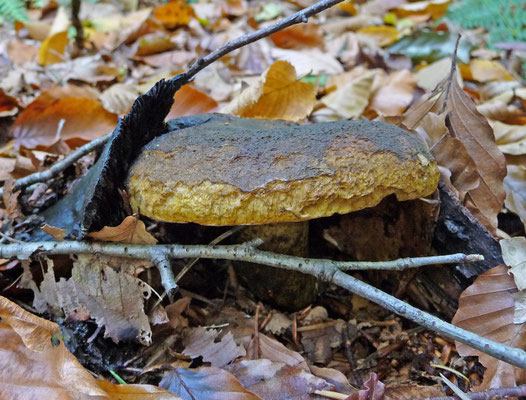 Lactarius necator - Zwartgroene melkzwam