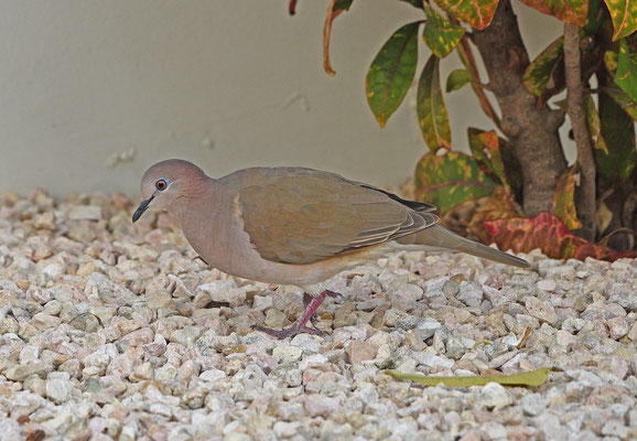 White-tipped Dove
