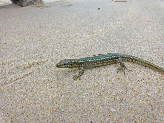 Podarcis bocagei