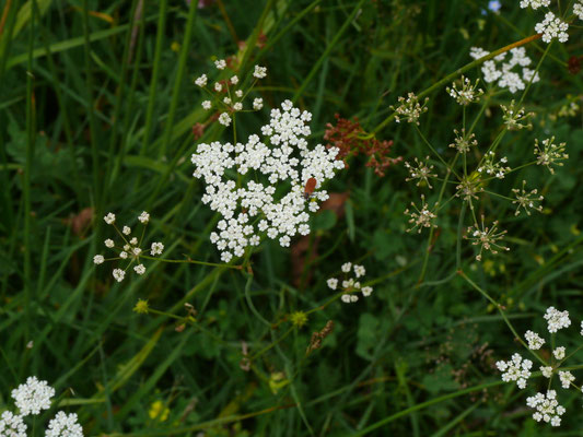 Conopodium majum - Franse aardkastanje