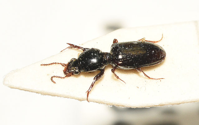 Dyschirius politus - Glansgravertje
